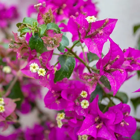 C8 - Lovely House 4 Bdr - Pool, Ac, Garage & Wifi